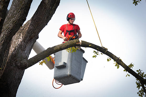 Tree Root Removal in Clarkesville, GA